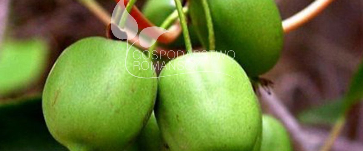 توت هايبوش زهر العسل صالح للأكل توت أسود بدون أشواك أكتينيديا كولوميكتا توت بري كبير الثمار وشتلات بولندا 01