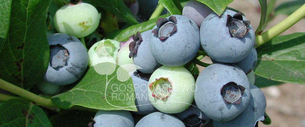 توت هايبوش زهر العسل صالح للأكل توت أسود بدون أشواك أكتينيديا كولوميكتا توت بري كبير الثمار وشتلات بولندا 05