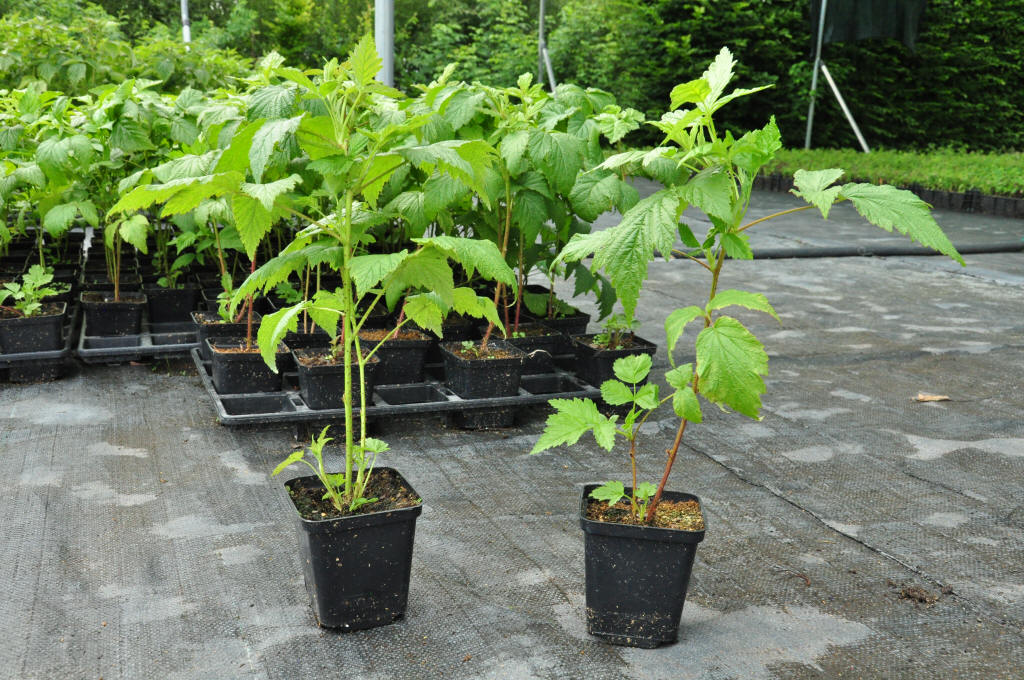 توت العُليق