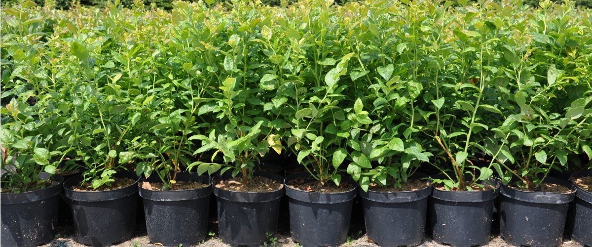 توت هايبوش زهر العسل صالح للأكل توت أسود بدون أشواك أكتينيديا كولوميكتا توت بري كبير الثمار وشتلات بولندا 03